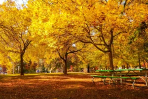 Fall in Toronto. A perfect view