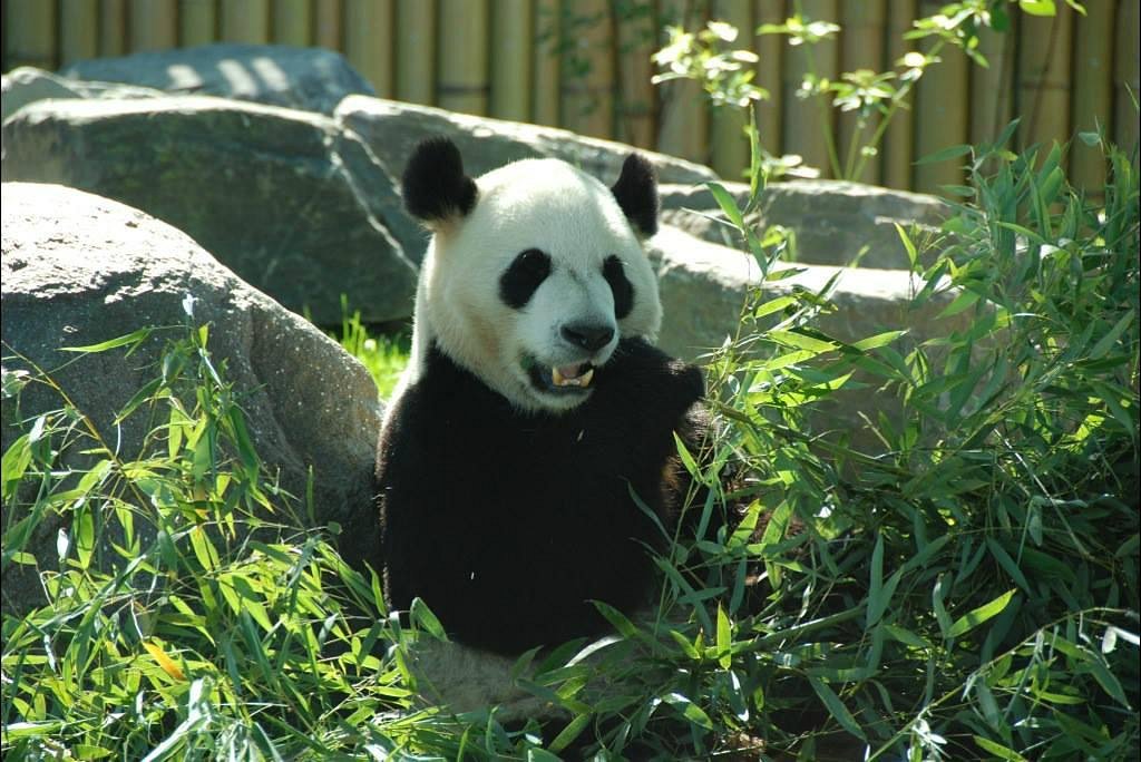 Toronto Zoo Panda