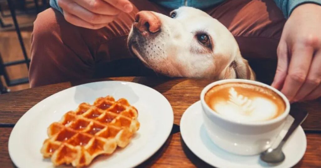 Dog Friendly Restaurants Toronto