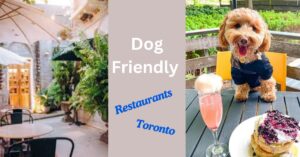 Dog Friendly Restaurants in Toronto