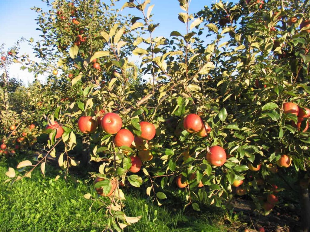 The Orchard Farm (Stouffville), Toronto